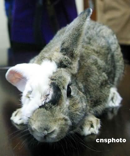 中国首例动物“换脸术”在西安成功实施(组图)